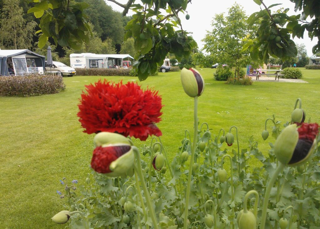 bloemen op de boerencamping