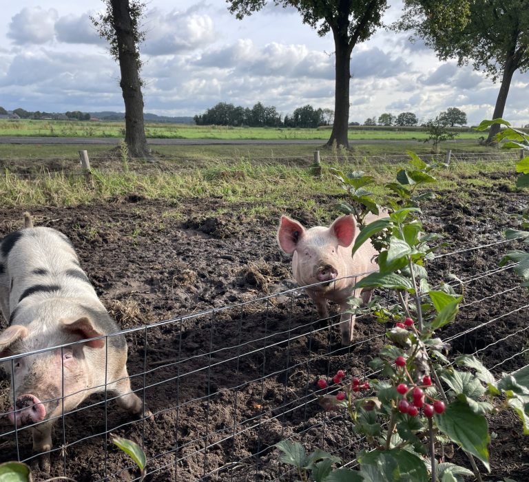 Bij de varkens